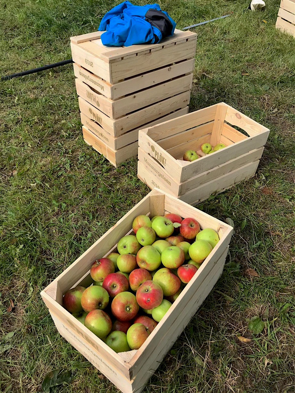 oogst-appelen-Lintjesweg-Munstergeleen-2019-002